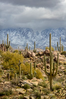 Saguaros and Snow, 4 Peaks, AZ._010