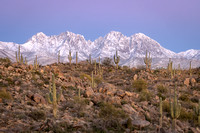 Saguaros and Snow, 4 Peaks, AZ._070-2