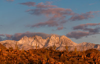 Saguaros and Snow, 4 Peaks, AZ._128-H