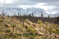 Saguaros and Snow, 4 Peaks, AZ._091