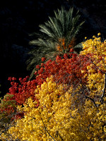 Autumn Boyce Thompson Arboretum-54